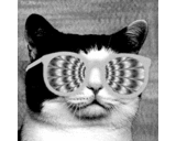 tumblr_m5429dkcj51qgnyxvo1_500_reasonably_small.gif